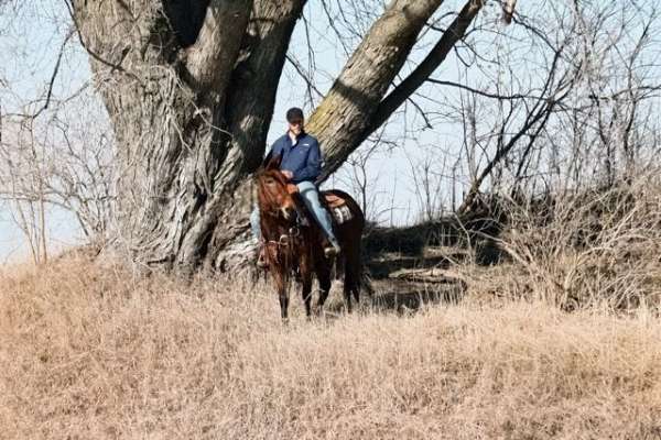 family-mule-mare