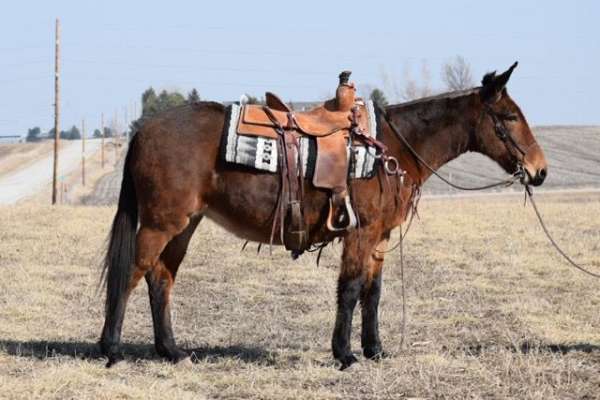 over-night-camping-mule