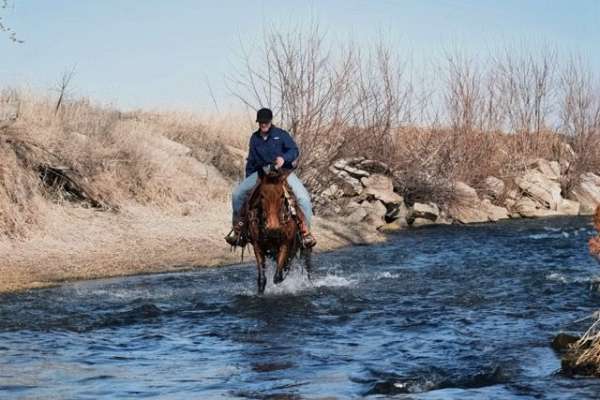 trail-riding-mule