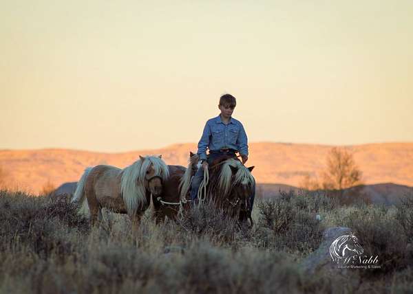 bay-silver-bay-beginner-pony