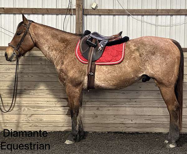 bay-roan-therapy-horse