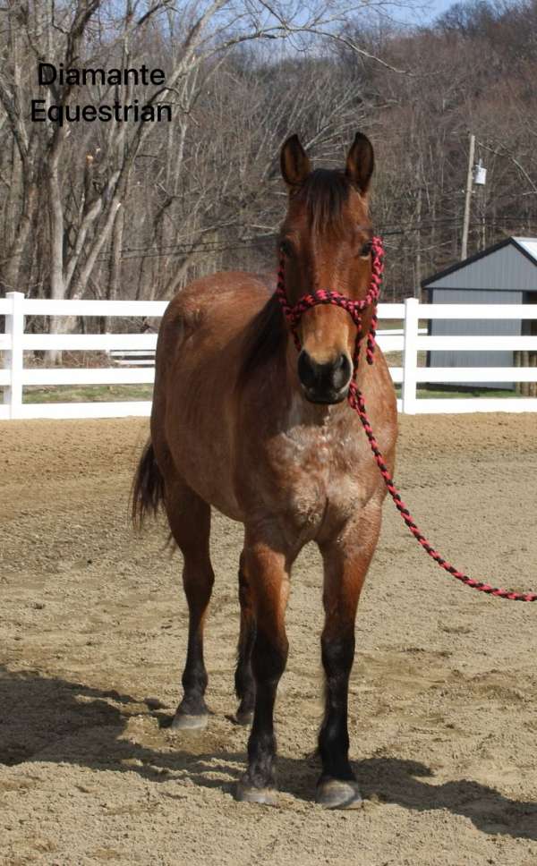 aqha-registered-quarter-horse