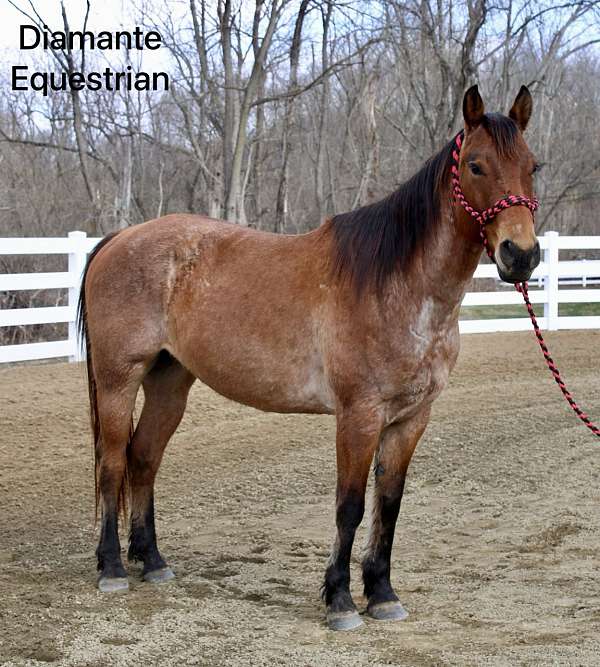 bay-roan-quarter-horse