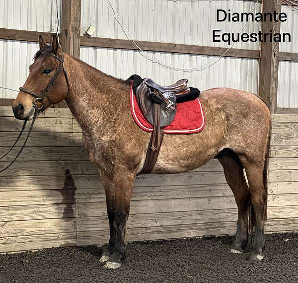 gelding-quarter-horse