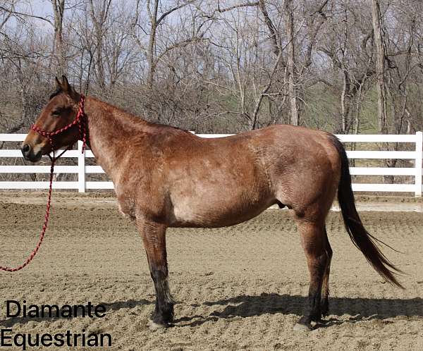 beginner-safe-quarter-horse