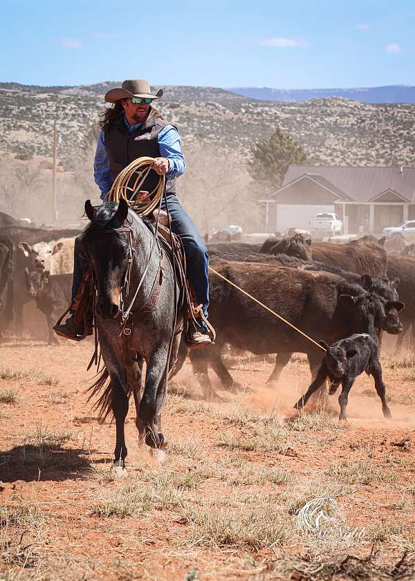 barrel-quarter-horse