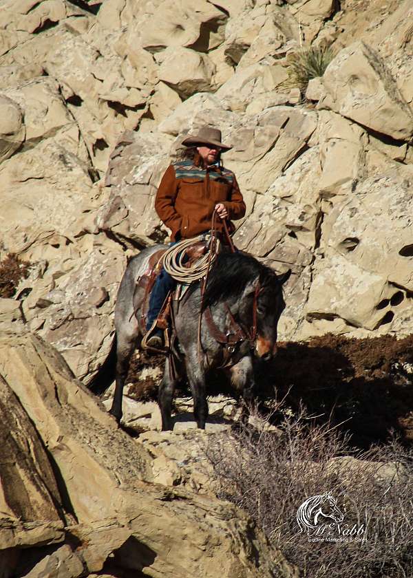 ranch-quarter-horse