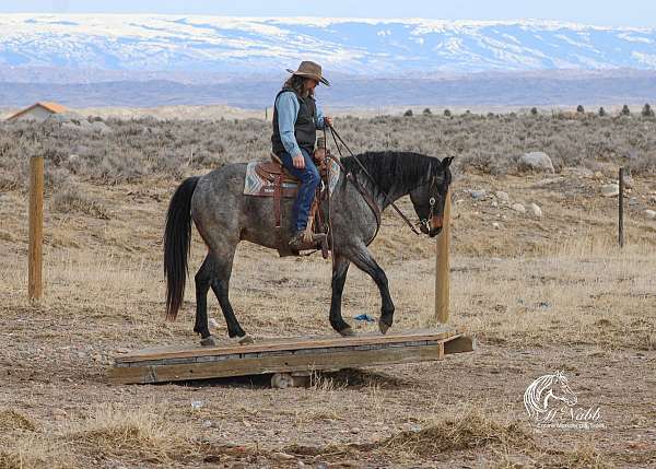 ranch-work-quarter-horse