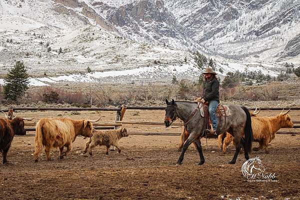 ridden-western-quarter-horse