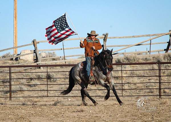 rodeo-queen-quarter-horse