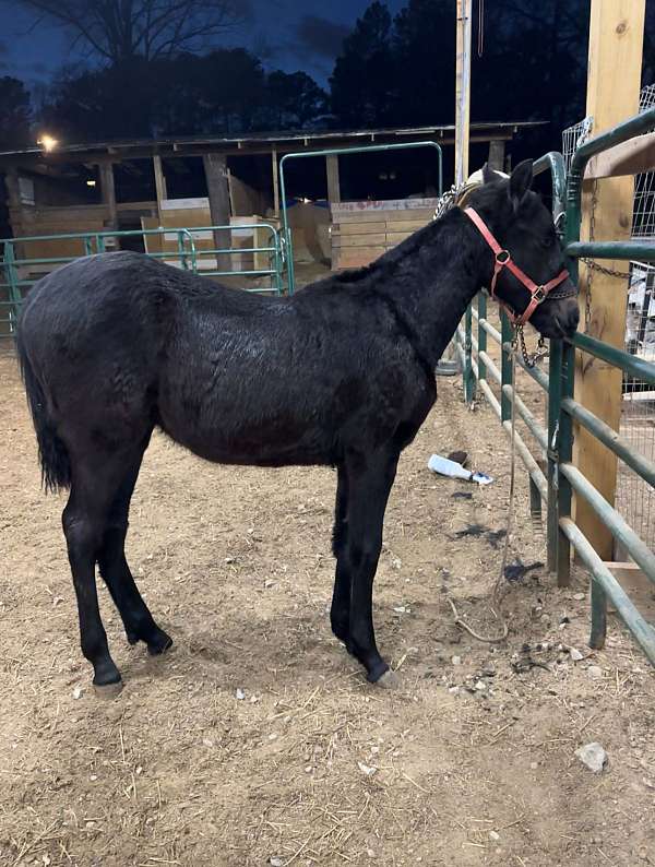 paso-fino-quarter-horse-filly