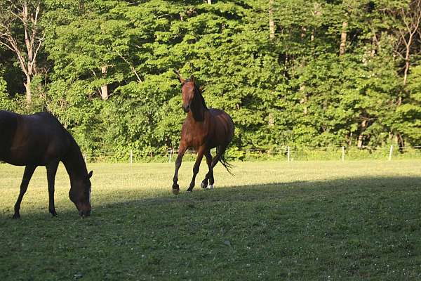 partner-trakehner-horse