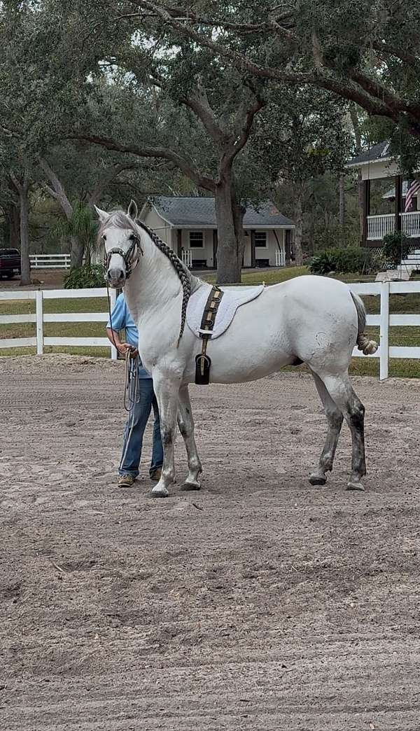 respectful-andalusian-horse