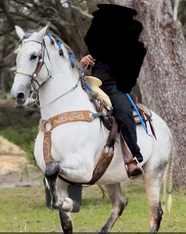 other-breeds-horse