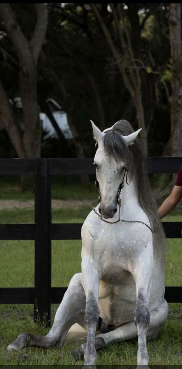 stud-fees-horse