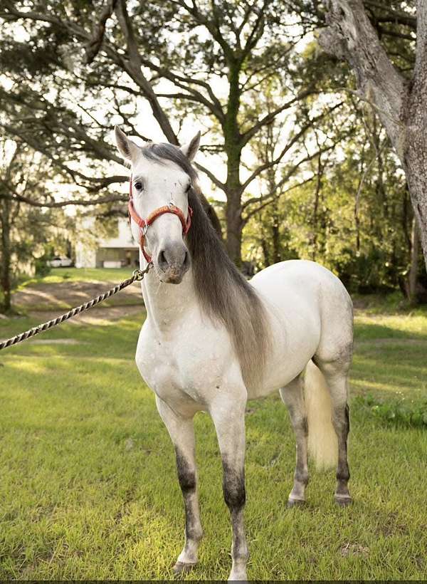 choice-stallion
