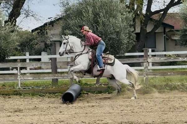 all-azteca-horse