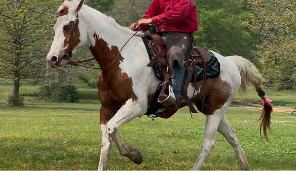 all-around-paint-horse