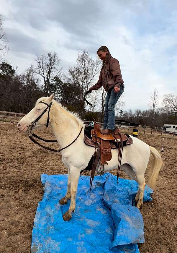 started-under-saddle-poa-pony