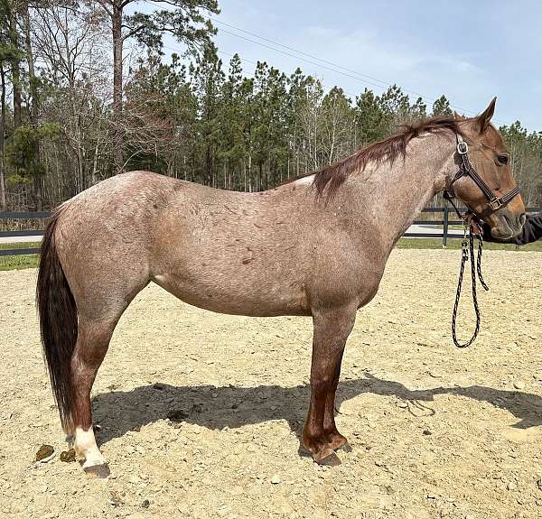 broke-the-very-best-horse