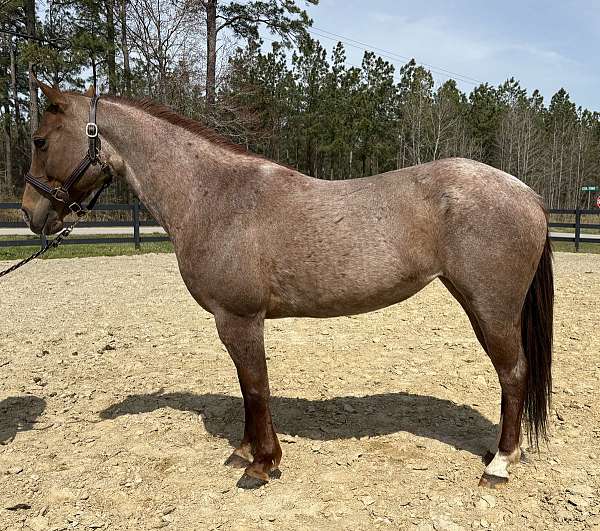 broke-the-very-best-mare
