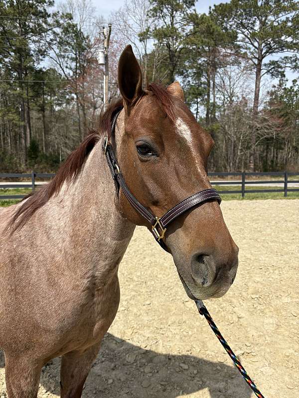 amazing-quarter-horse