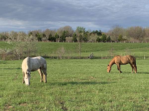 current-shots-pony