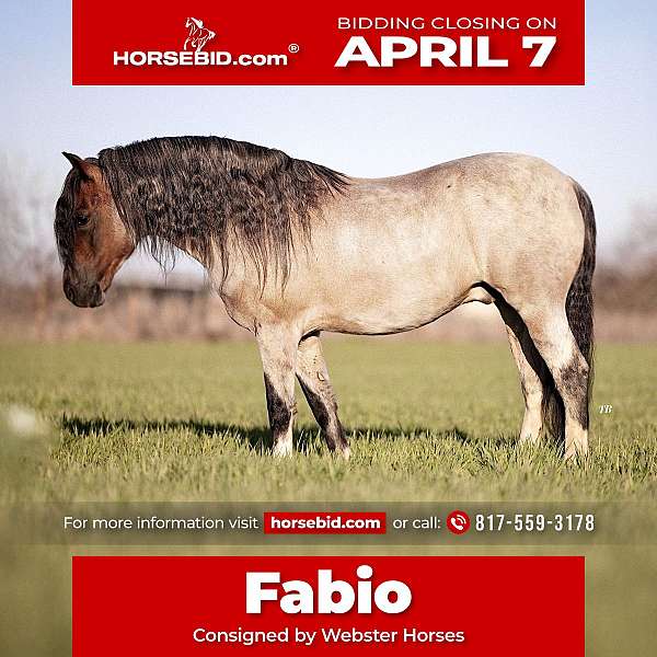 12-hand-bay-roan-pony