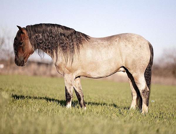 beginner-pony