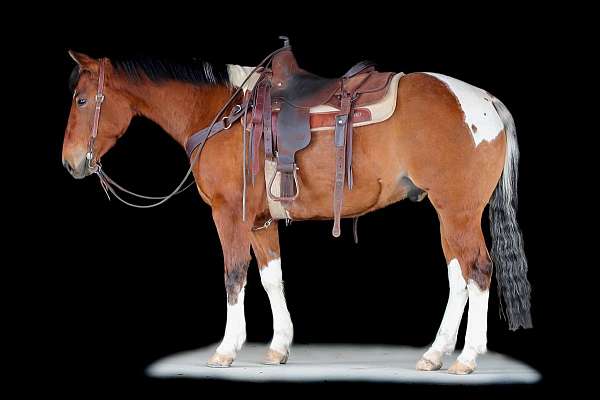 flashy-paint-horse
