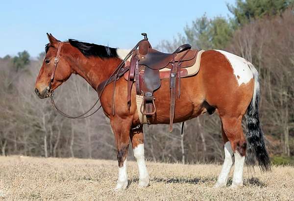 husband-safe-paint-horse