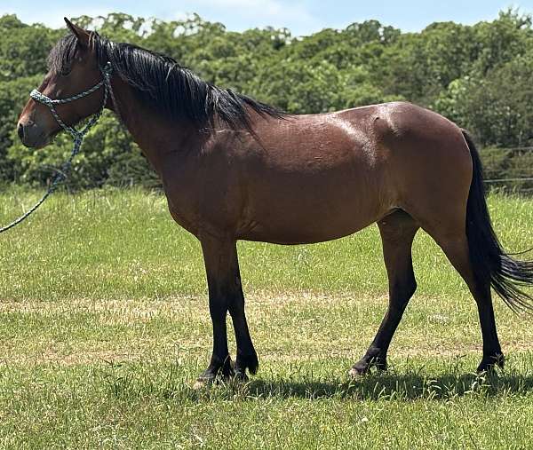 bay-pony-mare