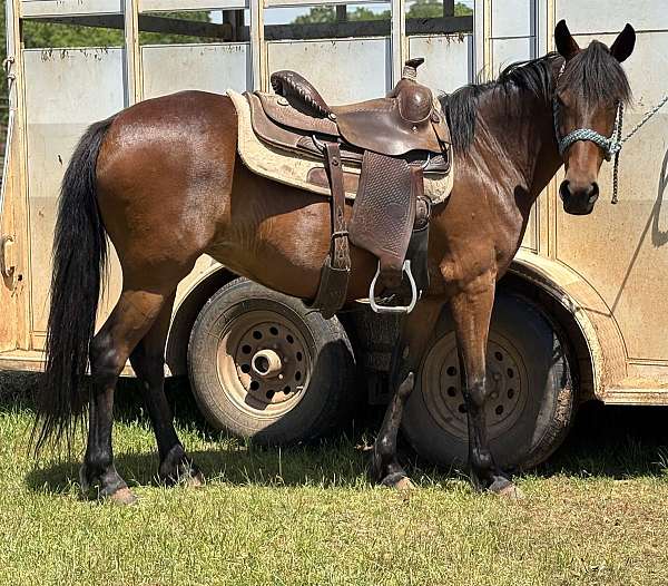bay-mare-for-sale