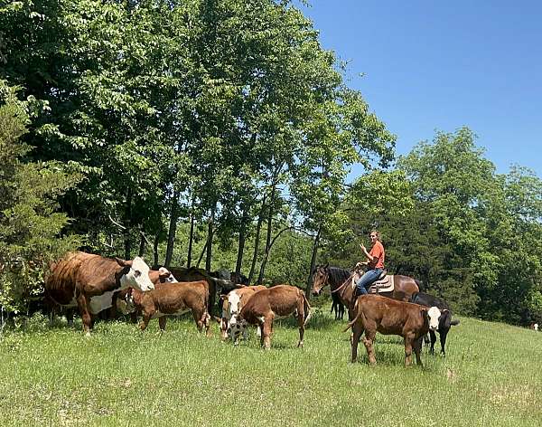 12-hand-pony-mare