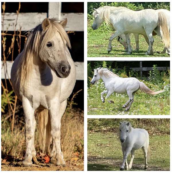driving-miniature-horse