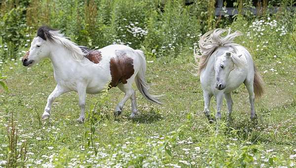 show-experience-miniature-horse