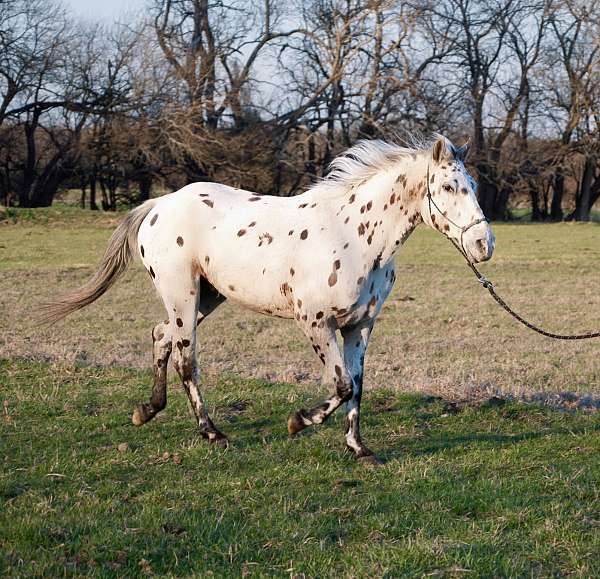 western-walkaloosa-horse