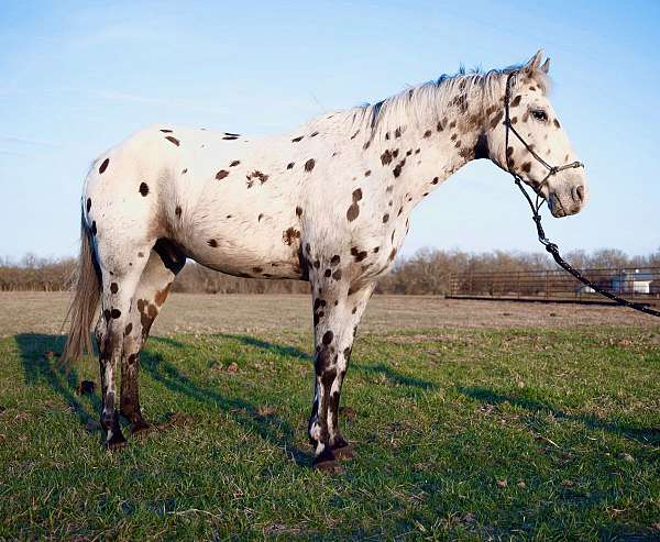 husband-walkaloosa-horse