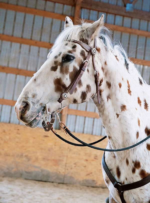 longe-line-walkaloosa-horse