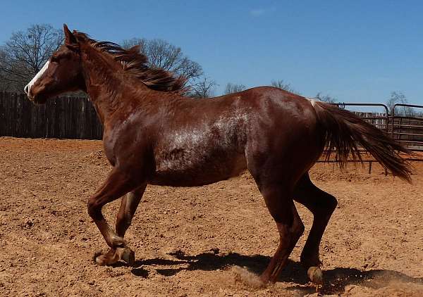 sorrel-blaze-rabicano-horse