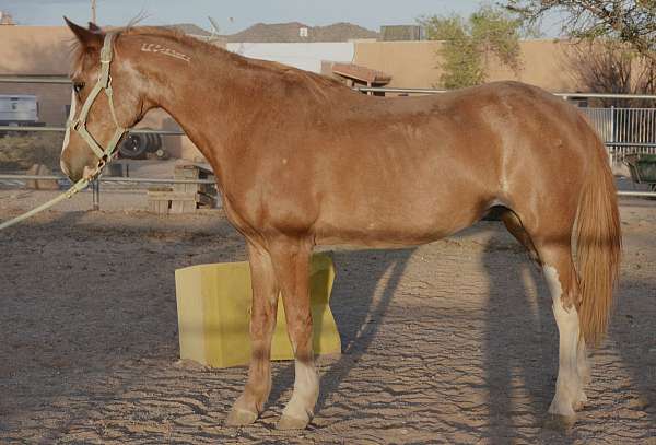 elderly-mustang-horse