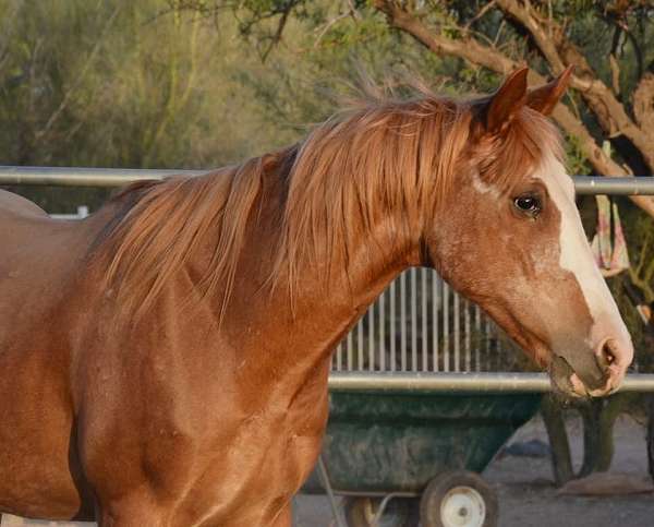 forever-mustang-horse