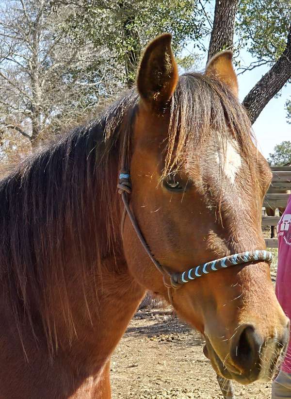 great-minded-colt