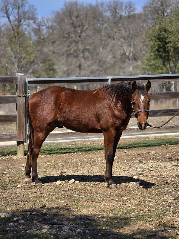 looks-colt