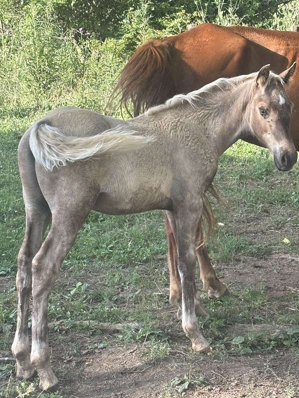 breeding-kentucky-mountain-horse