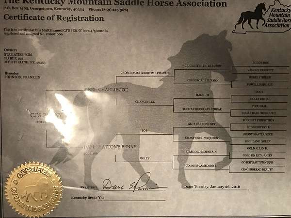 flashy-kentucky-mountain-horse
