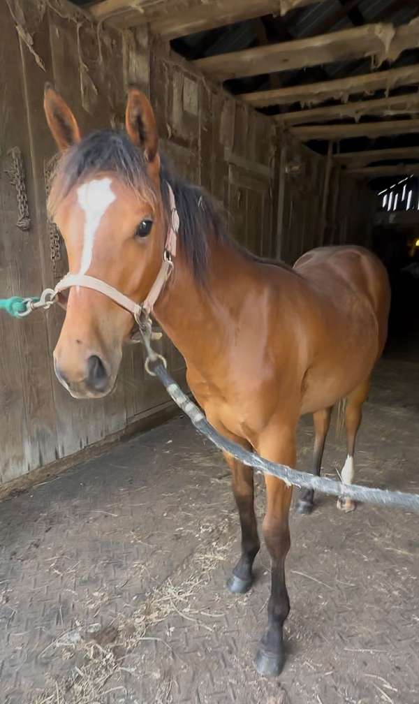 white-cross-double-registered-horse