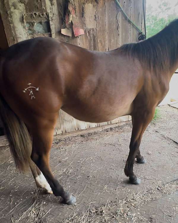 white-aqha-filly-yearling