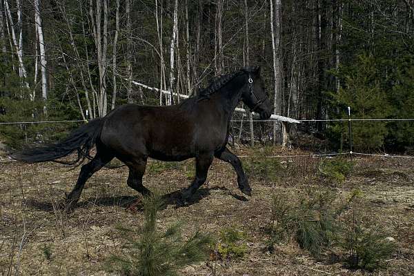 equitation-friesian-horse