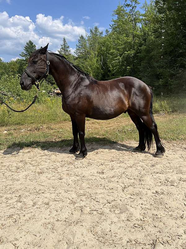 dressage-friesian-horse